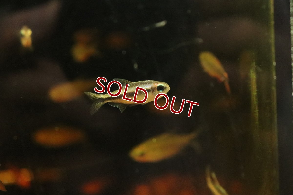 画像4: 【淡水魚】【通販】50％OFF対象生体 ブルーデビルテトラ ワイルド【1匹 サンプル画像】(珍カラ)（生体）（熱帯魚）NKＣＫ (4)