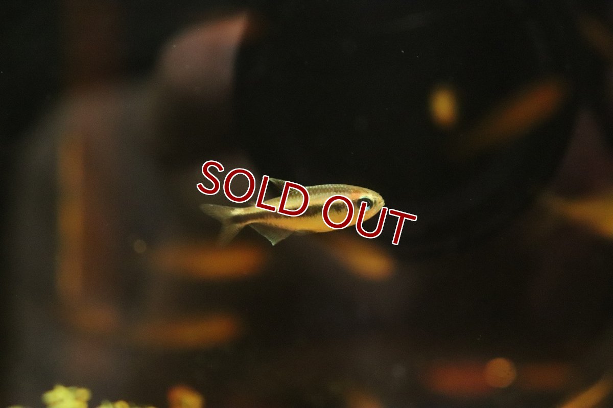 画像5: 【淡水魚】【通販】50％OFF対象生体 ブルーデビルテトラ ワイルド【1匹 サンプル画像】(珍カラ)（生体）（熱帯魚）NKＣＫ (5)