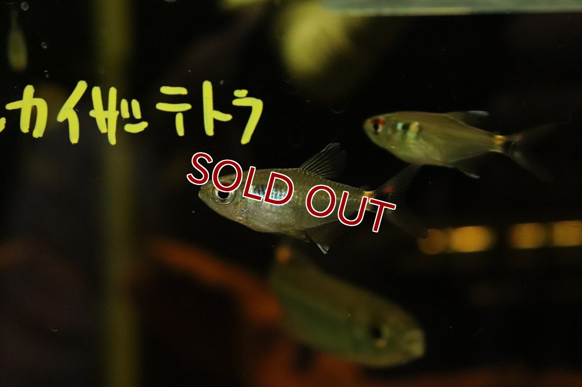 画像2: 【淡水魚】トリコロールカイザーテトラ ヤムンダ産【1匹】(珍カラ)（生体）（熱帯魚）NKＣＫ (2)