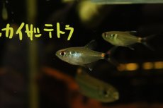 画像2: 【淡水魚】【通販】トリコロールカイザーテトラ ヤムンダ産【1匹】(珍カラ)（生体）（熱帯魚）NKＣＫ (2)