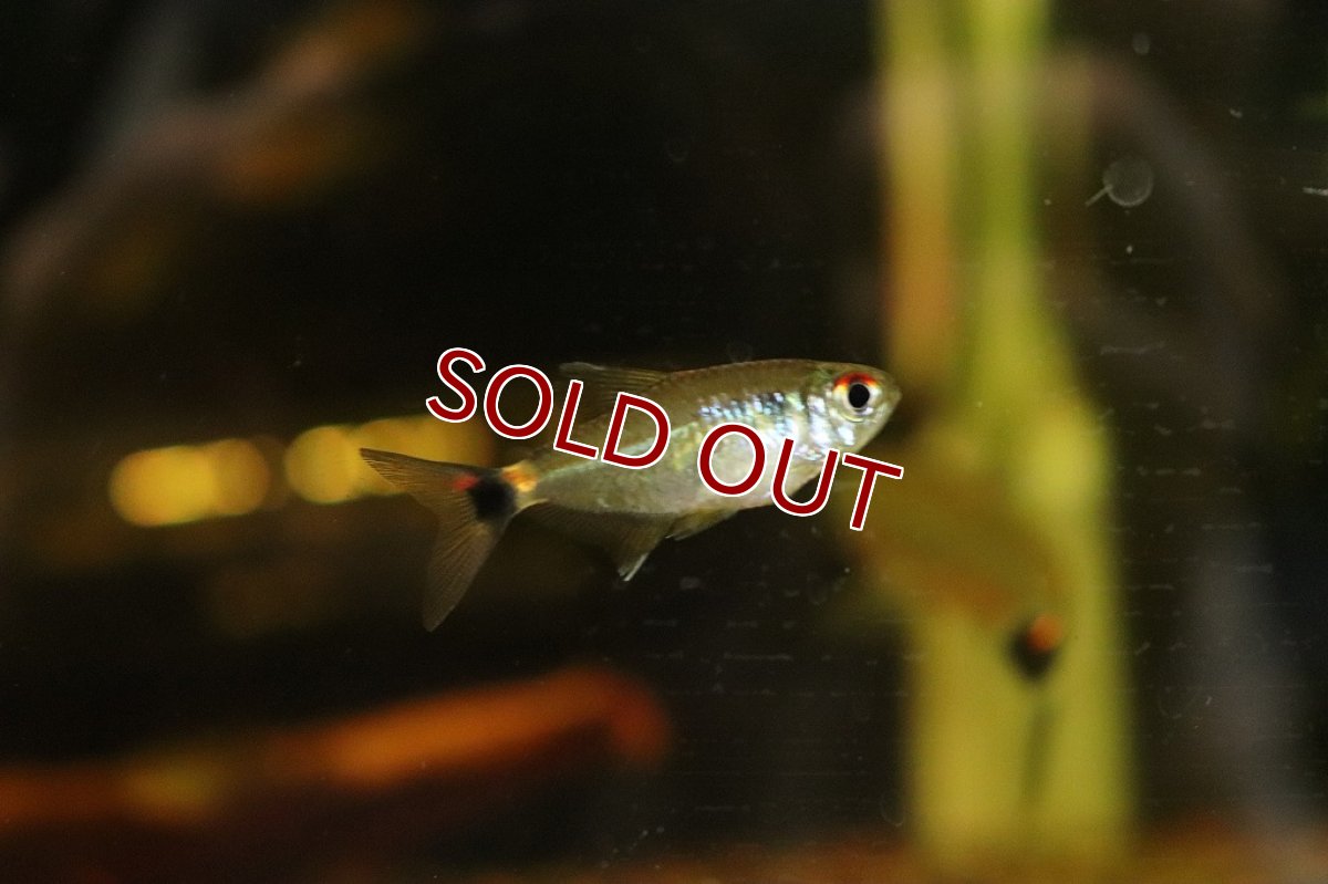 画像3: 【淡水魚】トリコロールカイザーテトラ ヤムンダ産【1匹】(珍カラ)（生体）（熱帯魚）NKＣＫ (3)