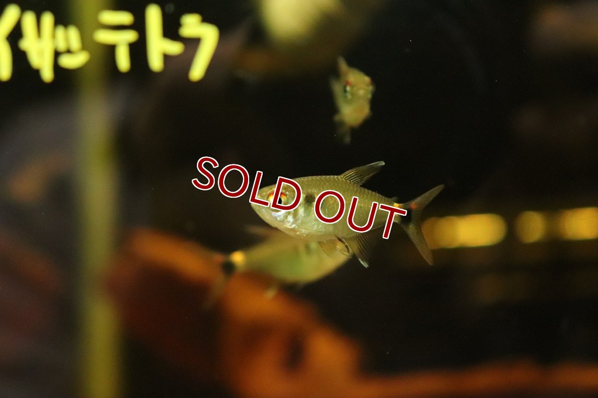 画像4: 【淡水魚】トリコロールカイザーテトラ ヤムンダ産【1匹】(珍カラ)（生体）（熱帯魚）NKＣＫ (4)