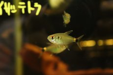 画像4: 【淡水魚】【通販】トリコロールカイザーテトラ ヤムンダ産【1匹】(珍カラ)（生体）（熱帯魚）NKＣＫ (4)