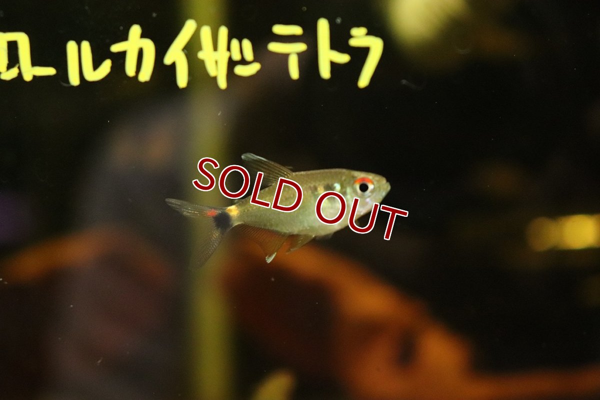 画像5: 【淡水魚】トリコロールカイザーテトラ ヤムンダ産【1匹】(珍カラ)（生体）（熱帯魚）NKＣＫ (5)