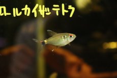 画像5: 【淡水魚】【通販】トリコロールカイザーテトラ ヤムンダ産【1匹】(珍カラ)（生体）（熱帯魚）NKＣＫ (5)