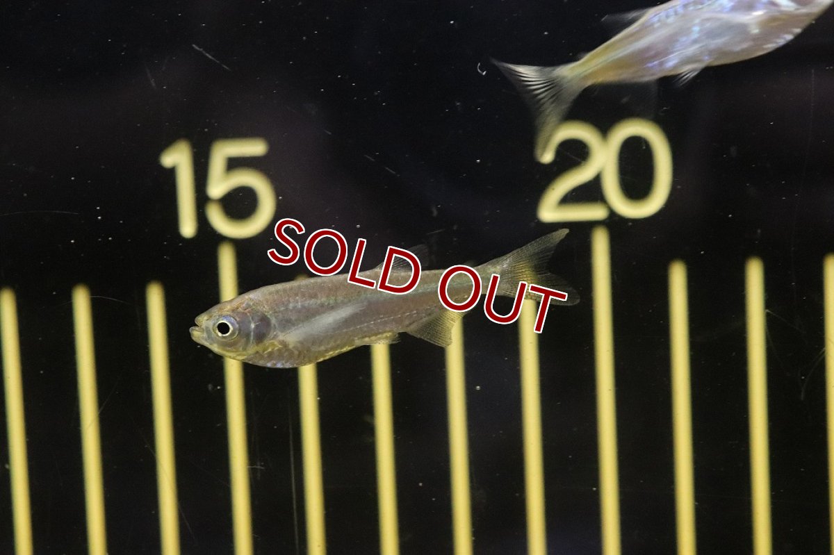 画像2: 【淡水魚】エロンガータハチェット ヤムンダ産 ワイルド【1匹】(珍カラ)（生体）（熱帯魚）NKＣＫ (2)