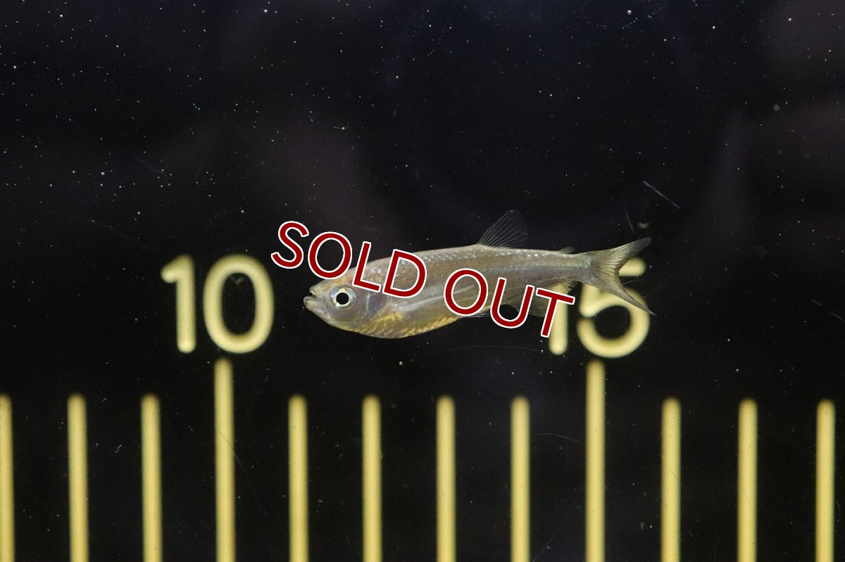 画像3: 【淡水魚】エロンガータハチェット ヤムンダ産 ワイルド【1匹】(珍カラ)（生体）（熱帯魚）NKＣＫ (3)