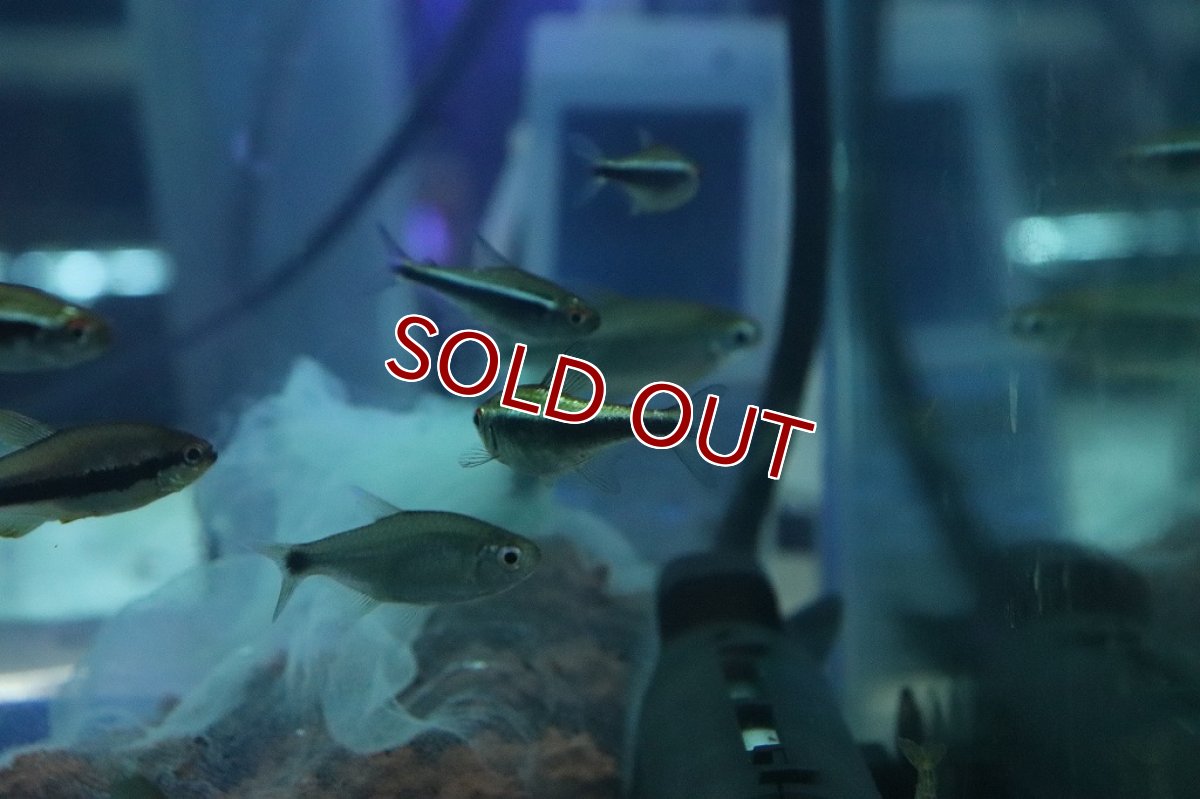 画像2: 【淡水魚】レア種 プラチナ(ゴールデン)ブラックネオンテトラ パンタナール産 ワイルド【1匹 サンプル画像販売】(珍カラ（生体）（熱帯魚）NKＣＫ (2)