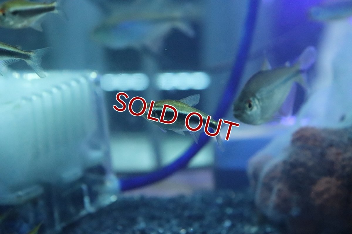 画像3: 【淡水魚】レア種 プラチナ(ゴールデン)ブラックネオンテトラ パンタナール産 ワイルド【1匹 サンプル画像販売】(珍カラ（生体）（熱帯魚）NKＣＫ (3)