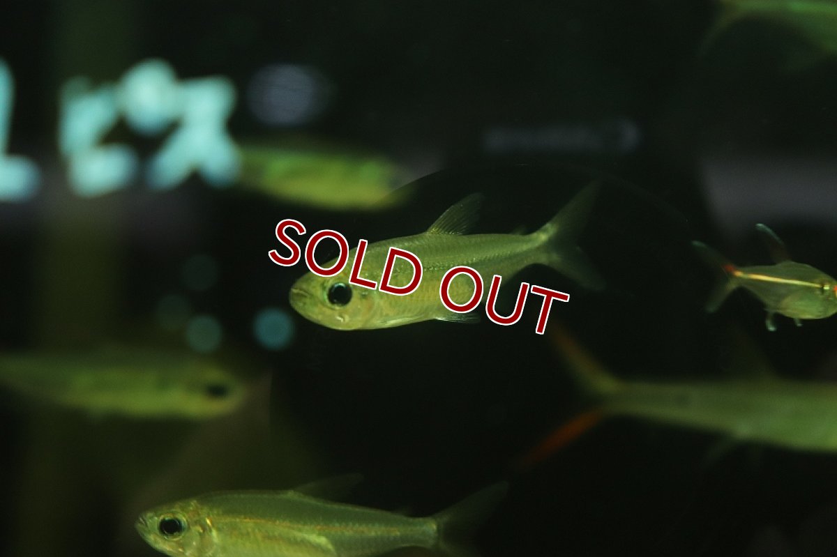 画像3: 【淡水魚】スーパーレインボーコンゴテトラ ワイルド【1匹 サンプル画像販売】(珍カラ)(生体)(淡水)NKＣＫ (3)