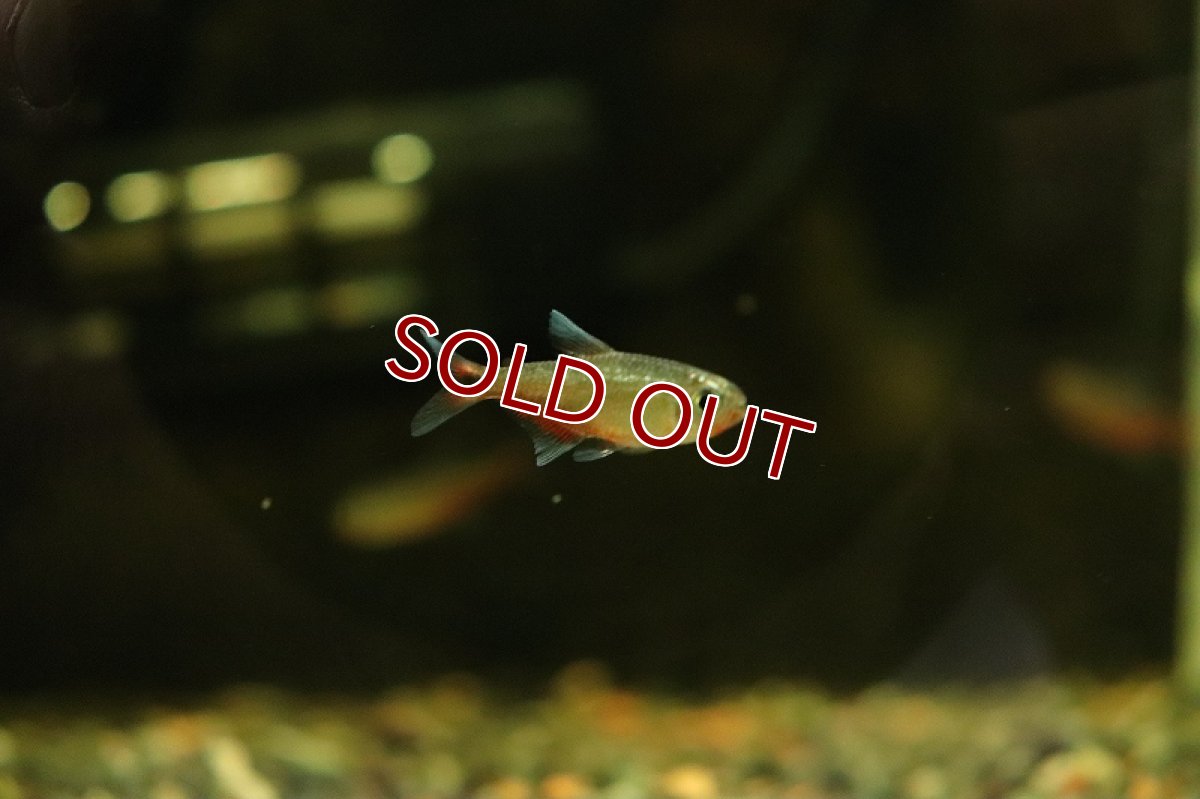 画像2: 【淡水魚】レア種 ピンクチェリーヘミグラムス リオジュルエナ産 ワイルド【1匹 サンプル画像販売】(珍カラ)(生体)(淡水)NKＣＫ (2)