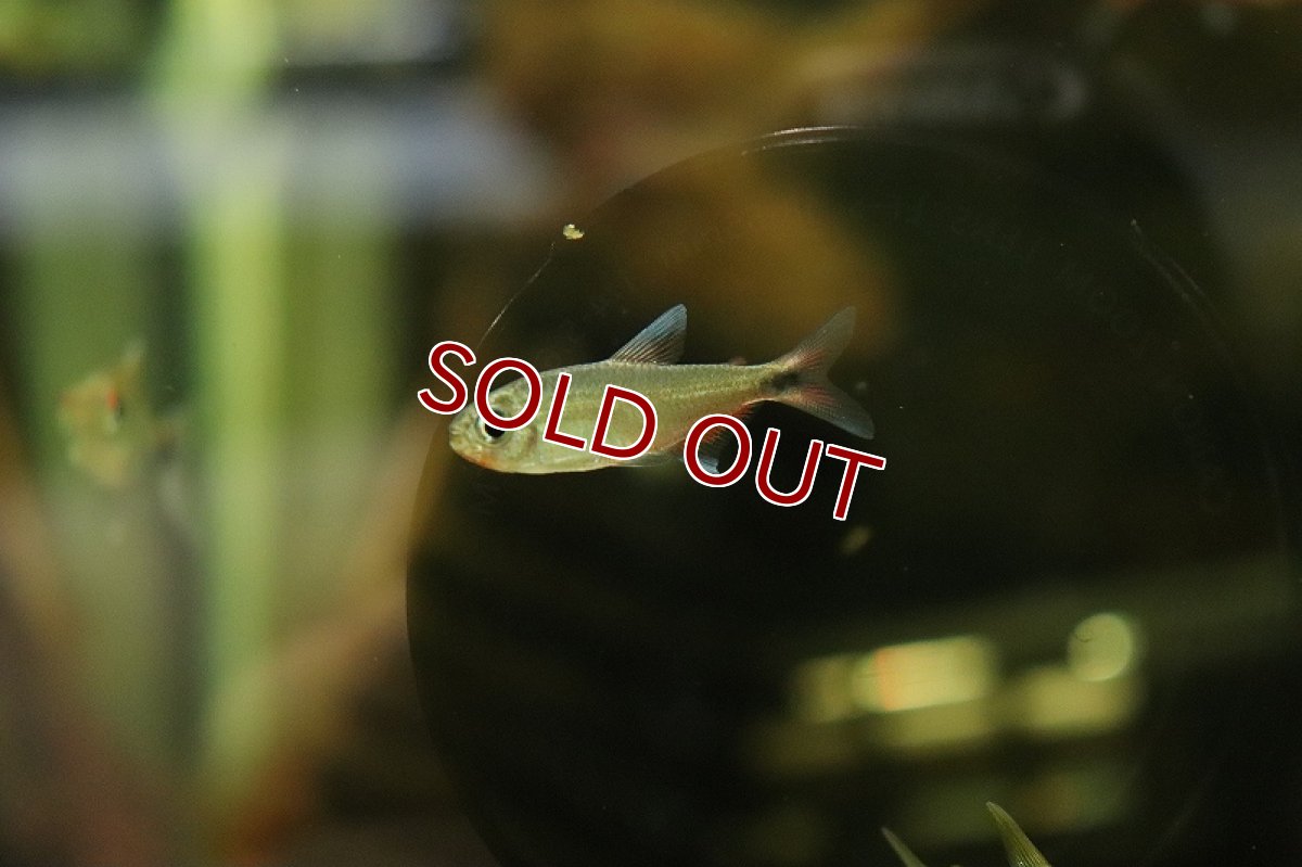 画像3: 【淡水魚】レア種 ピンクチェリーヘミグラムス リオジュルエナ産 ワイルド【1匹 サンプル画像販売】(珍カラ)(生体)(淡水)NKＣＫ (3)