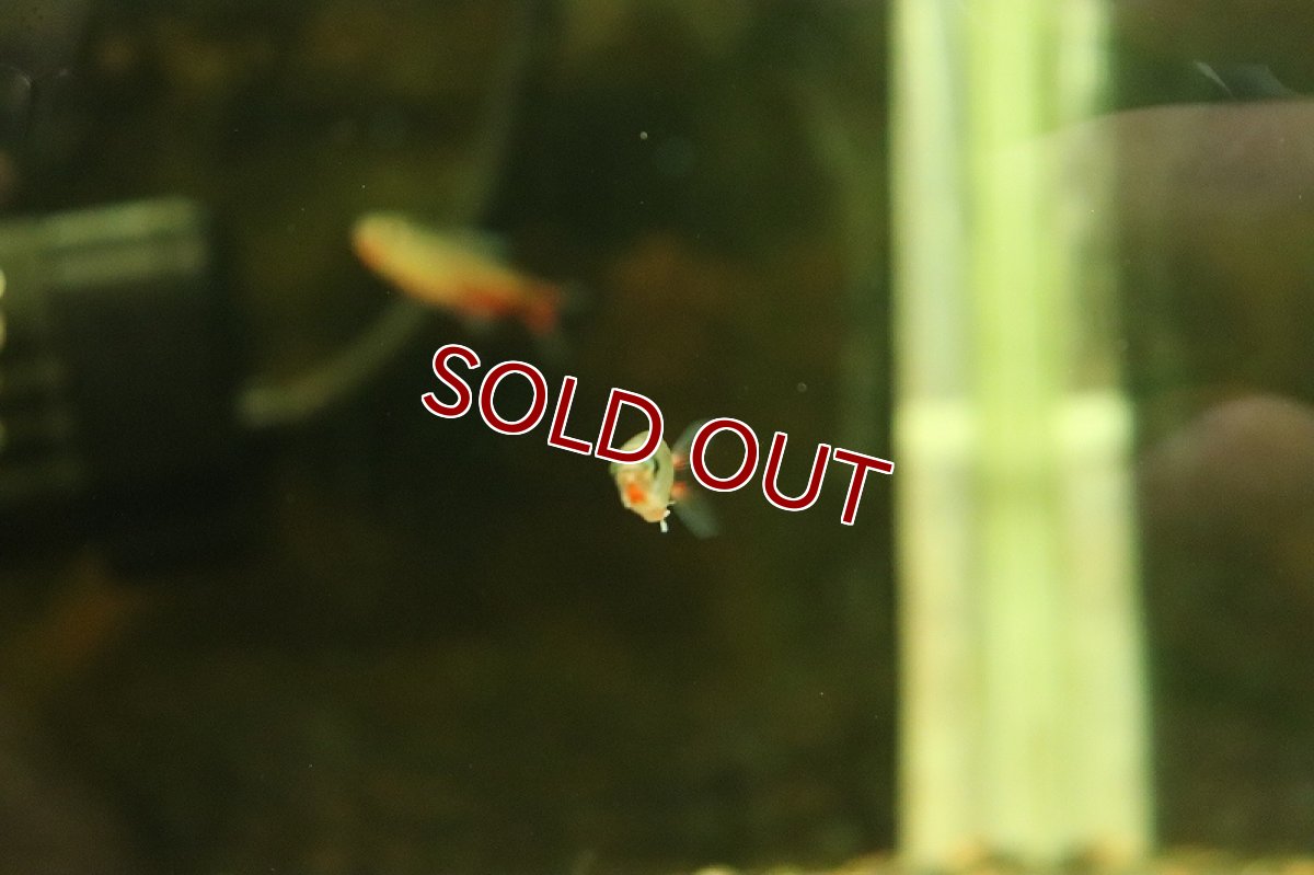 画像4: 【淡水魚】レア種 ピンクチェリーヘミグラムス リオジュルエナ産 ワイルド【1匹 サンプル画像販売】(珍カラ)(生体)(淡水)NKＣＫ (4)