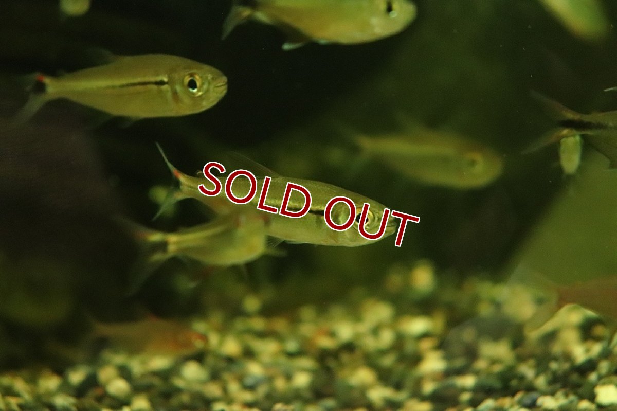 画像2: 【淡水魚】ジュピアバsp チェリースポット プエルトガイタン ワイルド【1匹 サンプル画像】(珍カラ)(生体)(淡水)NKＣＫ (2)