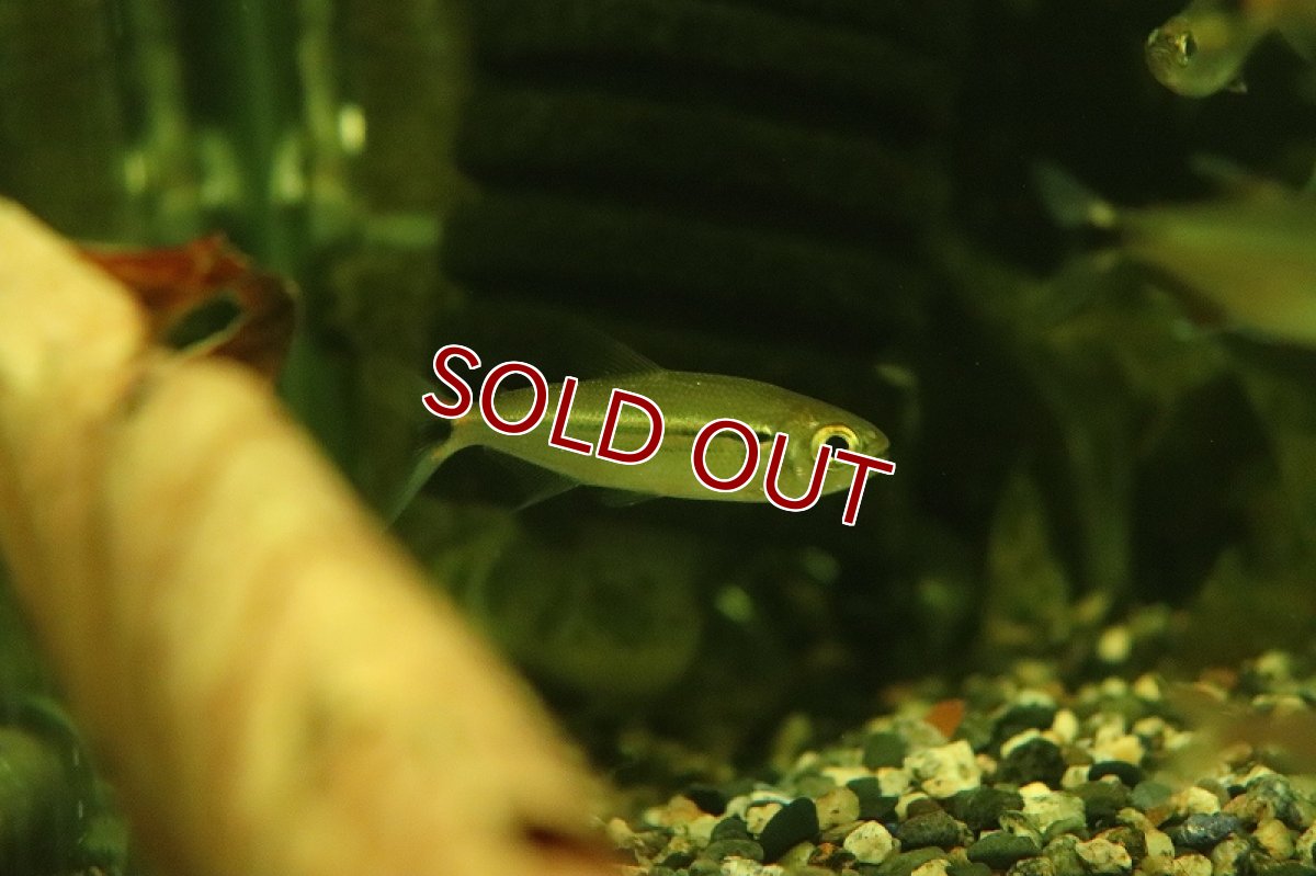 画像3: 【淡水魚】ジュピアバsp チェリースポット プエルトガイタン ワイルド【1匹 サンプル画像】(珍カラ)(生体)(淡水)NKＣＫ (3)