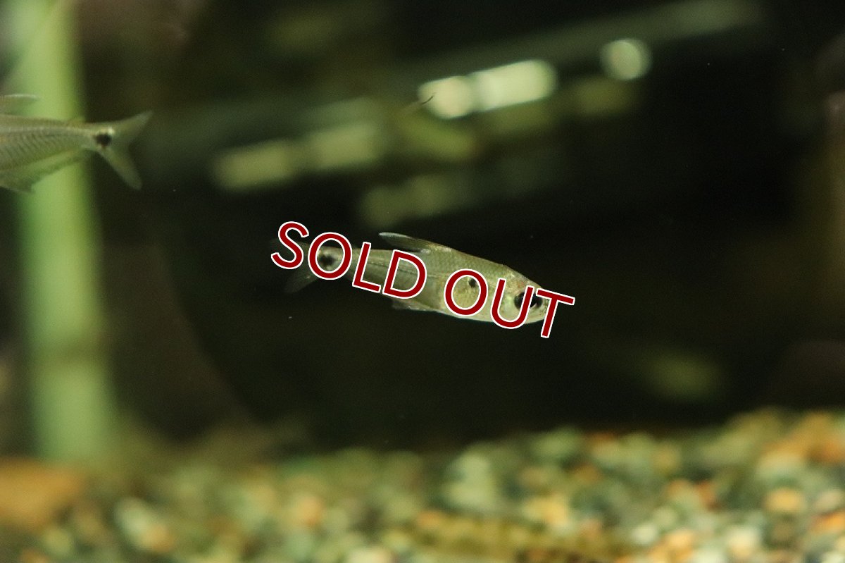 画像2: 【淡水魚】ヴィシカトルスsp ジャカレアカンガ ワイルド【1匹 サンプル画像】(珍カラ)(生体)(淡水)NKＣＫ (2)