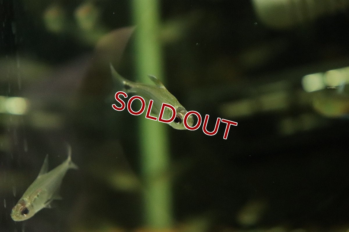 画像3: 【淡水魚】ヴィシカトルスsp ジャカレアカンガ ワイルド【1匹 サンプル画像】(珍カラ)(生体)(淡水)NKＣＫ (3)