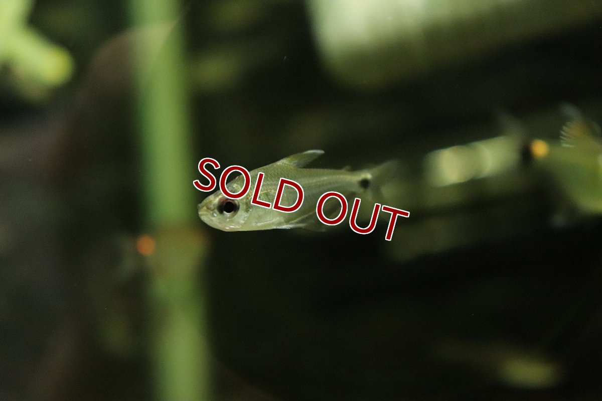 画像4: 【淡水魚】ヴィシカトルスsp ジャカレアカンガ ワイルド【1匹 サンプル画像】(珍カラ)(生体)(淡水)NKＣＫ (4)