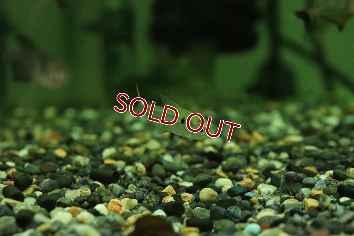 画像2: 【淡水魚】スティクタステトラ アルトタパジョス ジャカレアカンガ産 ワイルド【1匹 サンプル画像】(珍カラ)(生体)(淡水)NKＣＫ (2)