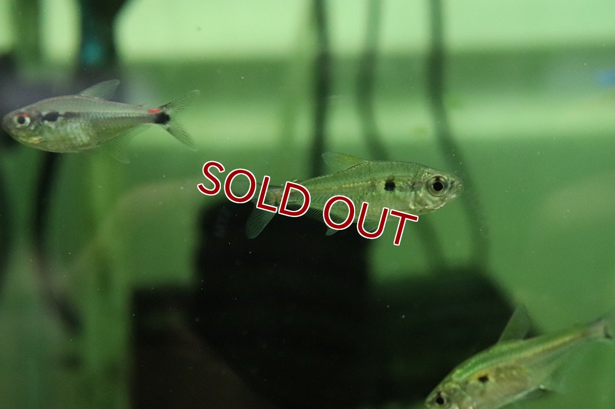 画像3: 【淡水魚】スティクタステトラ アルトタパジョス ジャカレアカンガ産 ワイルド【1匹 サンプル画像】(珍カラ)(生体)(淡水)NKＣＫ (3)