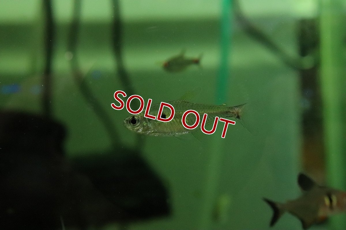 画像4: 【淡水魚】スティクタステトラ アルトタパジョス ジャカレアカンガ産 ワイルド【1匹 サンプル画像】(珍カラ)(生体)(淡水)NKＣＫ (4)