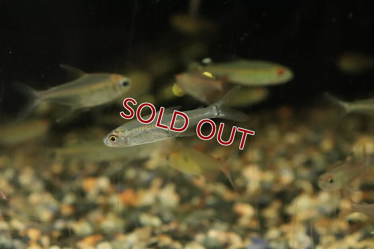 画像2: 【淡水魚】ロンドニアシュードブリタニクチステトラ ワイルド【1匹 サンプル画像】(珍カラ)(生体)(淡水)NKＣＫ (2)