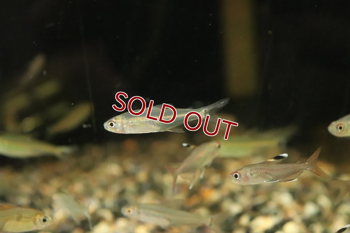 画像3: 【淡水魚】ロンドニアシュードブリタニクチステトラ ワイルド【1匹 サンプル画像】(珍カラ)(生体)(淡水)NKＣＫ (3)