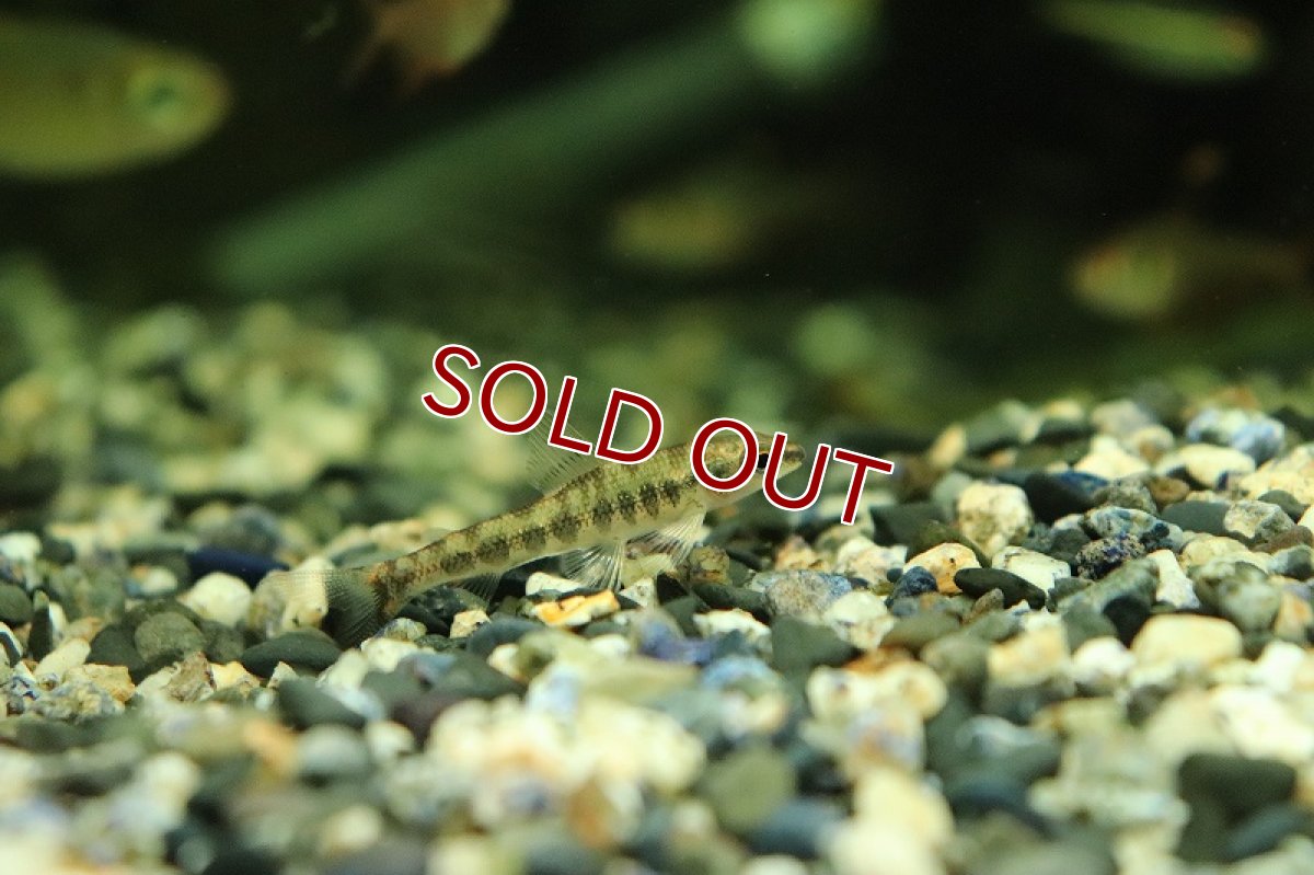 画像2: 【淡水魚】アフリカンダータテトラ ワイルド【１匹 サンプル画像】(珍カラ)(生体)(淡水)ＮＫCK (2)