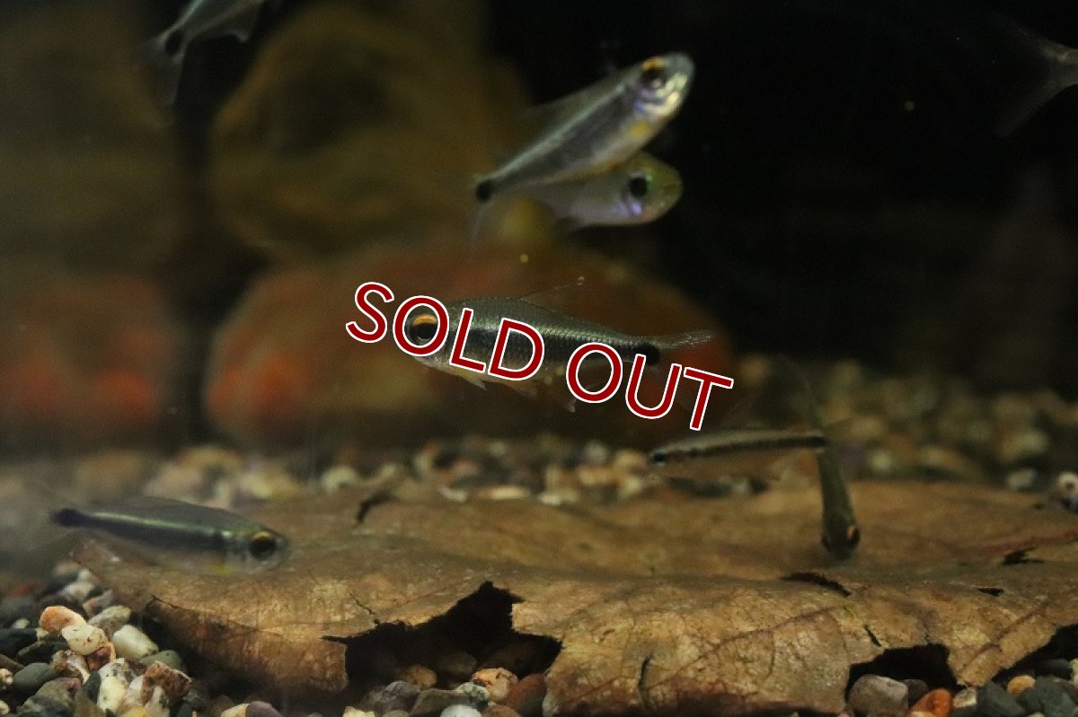 画像1: 【淡水魚】【通販】カイアポーテトラ シングー産 ワイルド【１匹 サンプル画像】(珍カラ)(生体)(淡水)ＮＫCK (1)