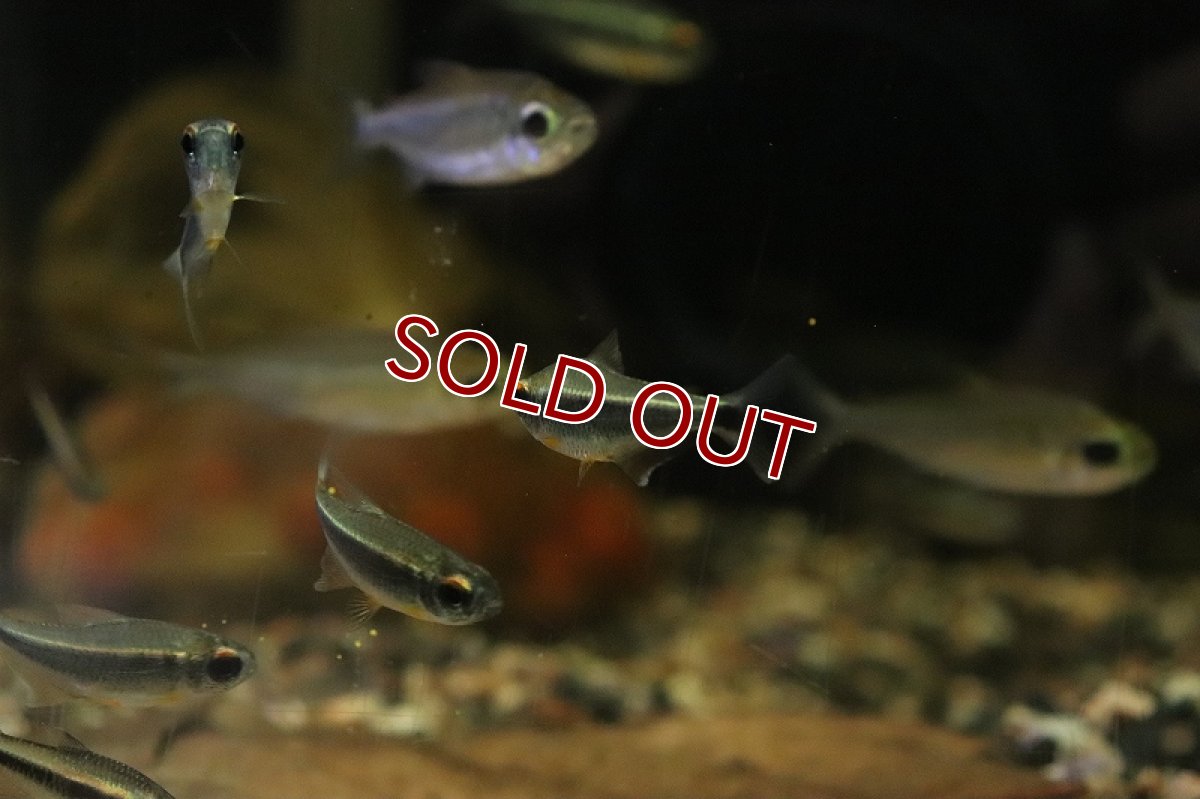 画像3: 【淡水魚】【通販】カイアポーテトラ シングー産 ワイルド【１匹 サンプル画像】(珍カラ)(生体)(淡水)ＮＫCK (3)