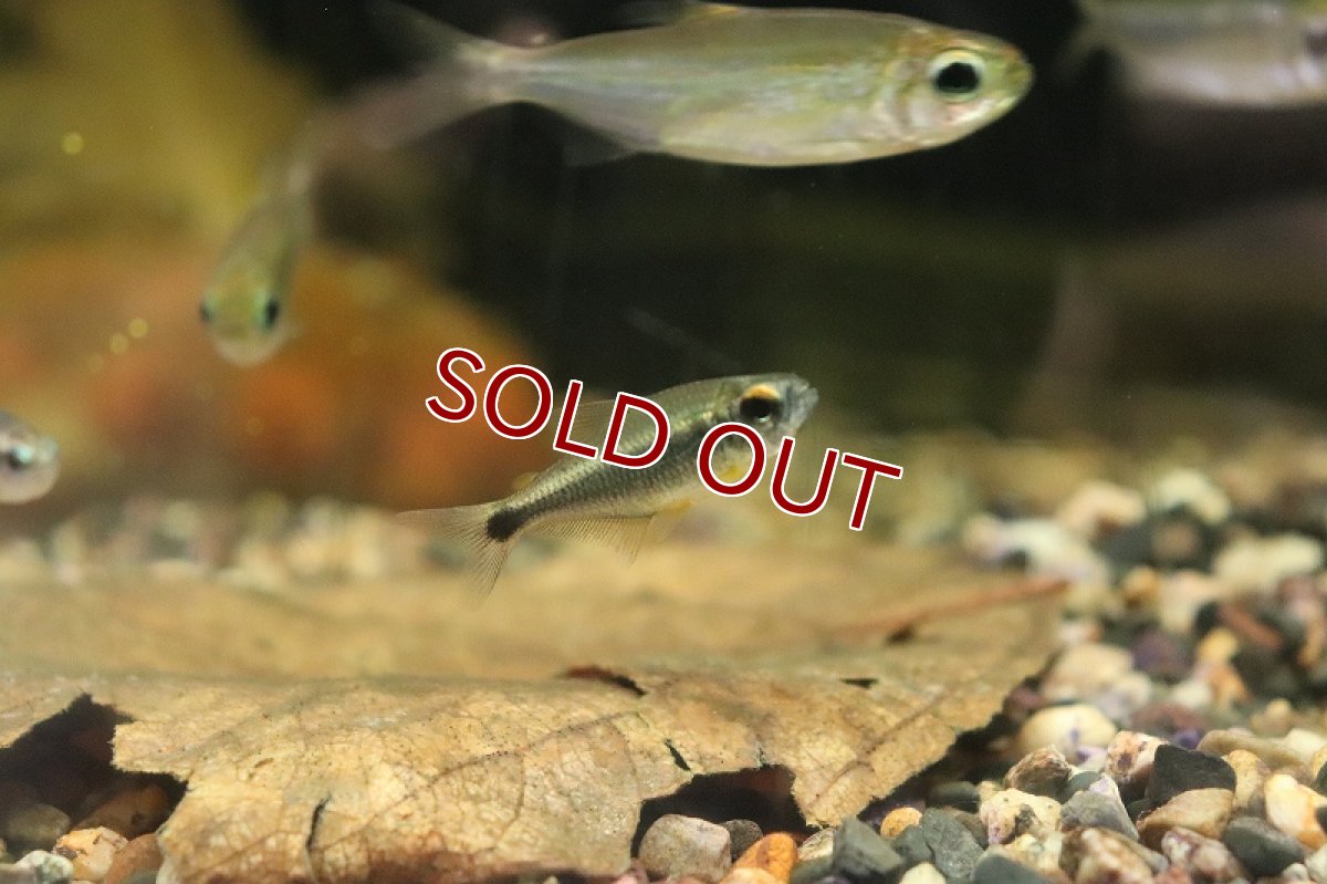 画像4: 【淡水魚】【通販】カイアポーテトラ シングー産 ワイルド【１匹 サンプル画像】(珍カラ)(生体)(淡水)ＮＫCK (4)