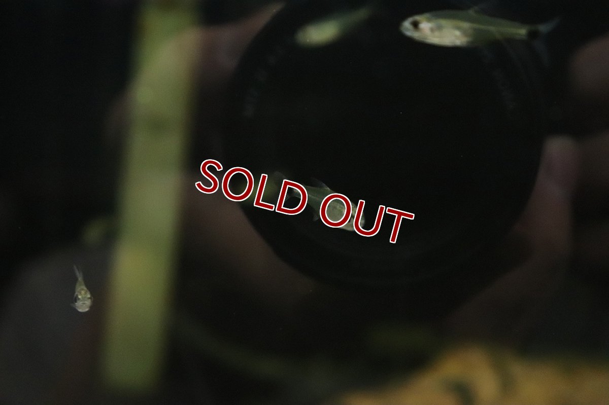 画像2: 【淡水魚】テールスポットクリスタルグラステトラ リオマモレ産 ワイルド【１匹 サンプル画像】(珍カラ)(生体)(淡水)ＮＫCK (2)