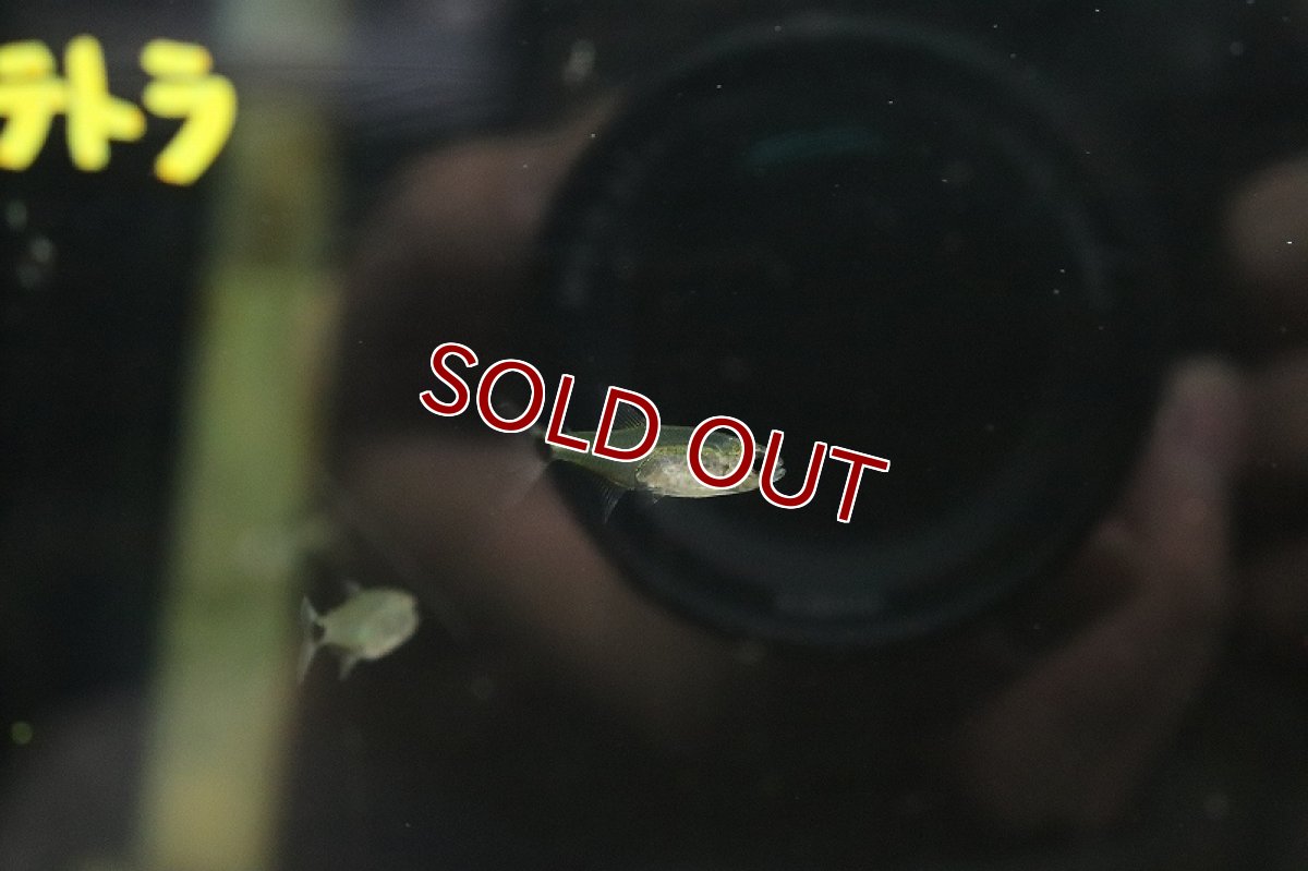 画像3: 【淡水魚】テールスポットクリスタルグラステトラ リオマモレ産 ワイルド【１匹 サンプル画像】(珍カラ)(生体)(淡水)ＮＫCK (3)