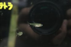 画像3: 【淡水魚】【通販】テールスポットクリスタルグラステトラ リオマモレ産 ワイルド【１匹 サンプル画像】(珍カラ)(生体)(淡水)ＮＫCK (3)