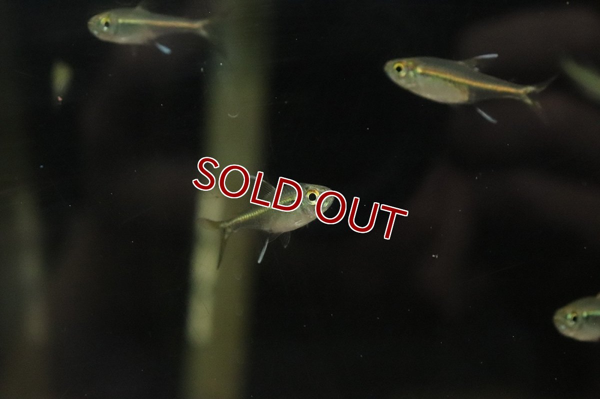 画像2: 【淡水魚】ゴールドオレンジラインテトラ リオマモレ産 ワイルド【１匹 サンプル画像】(珍カラ)(生体)(淡水)ＮＫCK (2)