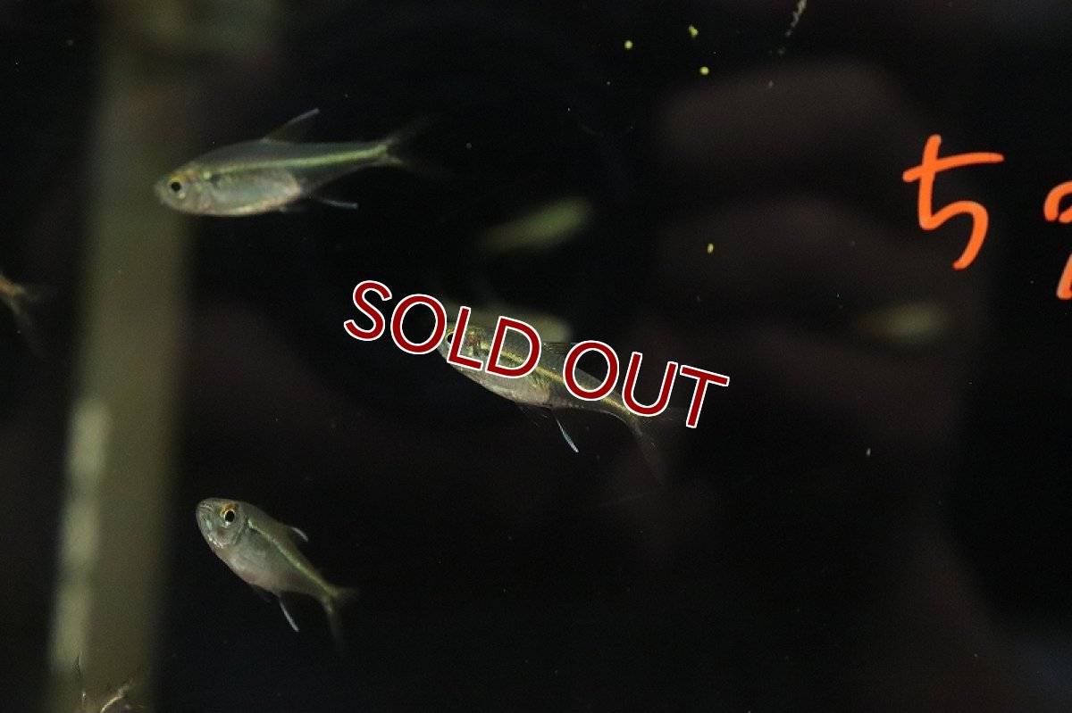 画像4: 【淡水魚】ゴールドオレンジラインテトラ リオマモレ産 ワイルド【１匹 サンプル画像】(珍カラ)(生体)(淡水)ＮＫCK (4)