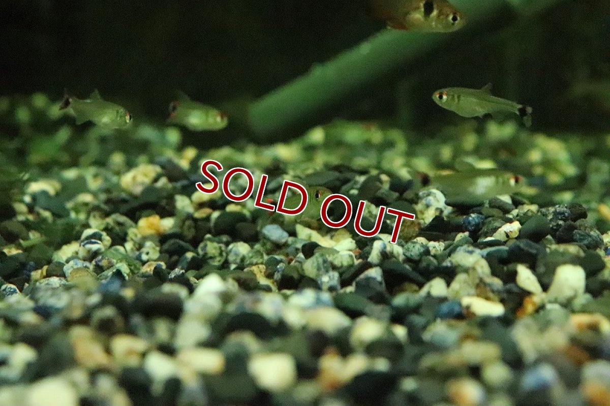 画像2: 【淡水魚】激レア スーパーボルティーテトラ サンタイザベル産 ワイルド【１匹 サンプル画像】(珍カラ)(生体)(淡水)ＮＫCK (2)