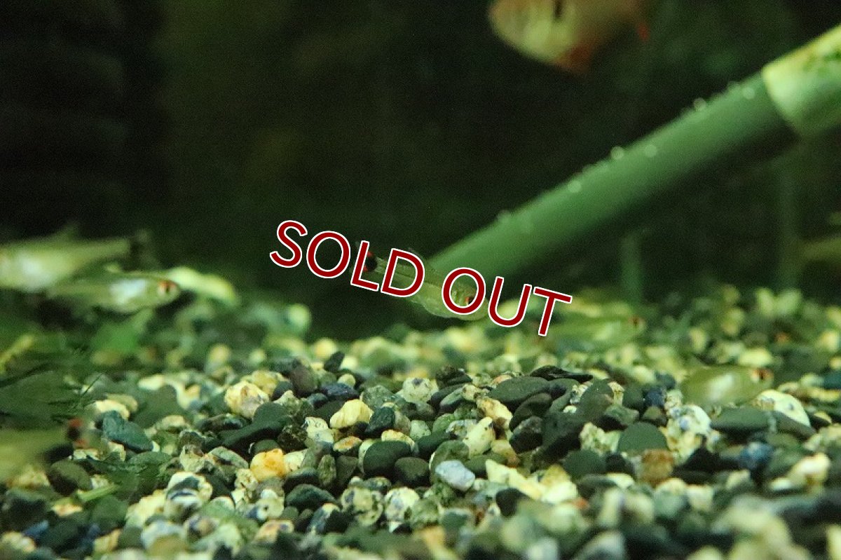 画像3: 【淡水魚】激レア スーパーボルティーテトラ サンタイザベル産 ワイルド【１匹 サンプル画像】(珍カラ)(生体)(淡水)ＮＫCK (3)