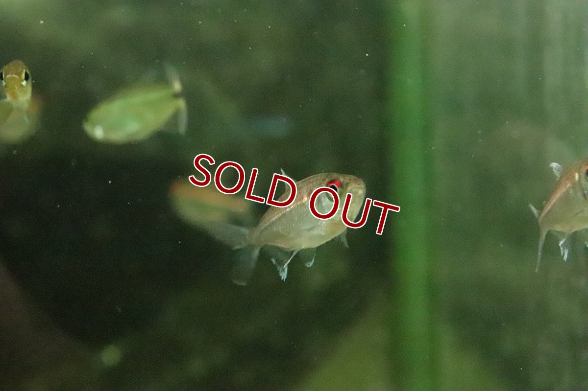 画像2: 【淡水魚】レア種 スーパーピンキーテトラ サンタイザベル産 ワイルド【１匹 サンプル画像】(珍カラ)(生体)(淡水)ＮＫCK (2)