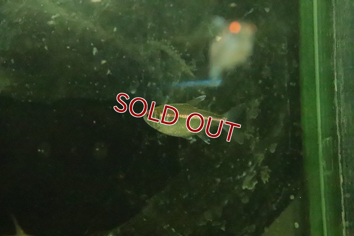 画像3: 【淡水魚】レア種 スーパーピンキーテトラ サンタイザベル産 ワイルド【１匹 サンプル画像】(珍カラ)(生体)(淡水)ＮＫCK (3)