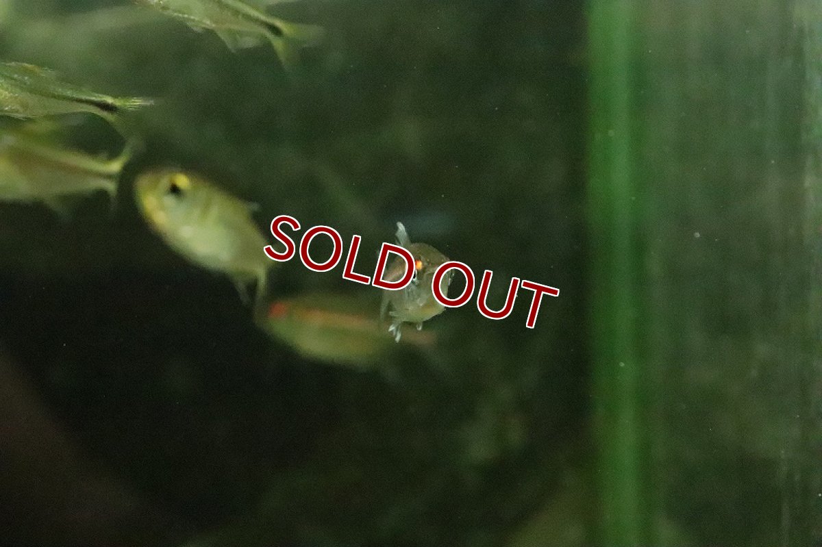 画像4: 【淡水魚】レア種 スーパーピンキーテトラ サンタイザベル産 ワイルド【１匹 サンプル画像】(珍カラ)(生体)(淡水)ＮＫCK (4)