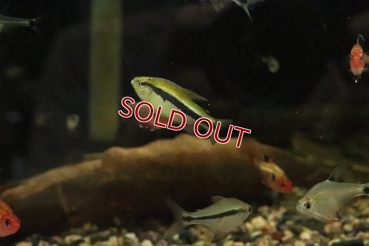 画像2: 【淡水魚】レア種 プラチナヘッド レモンラピステトラ ワイルド【１匹 サンプル画像】(珍カラ)(生体)(淡水)ＮＫCK (2)