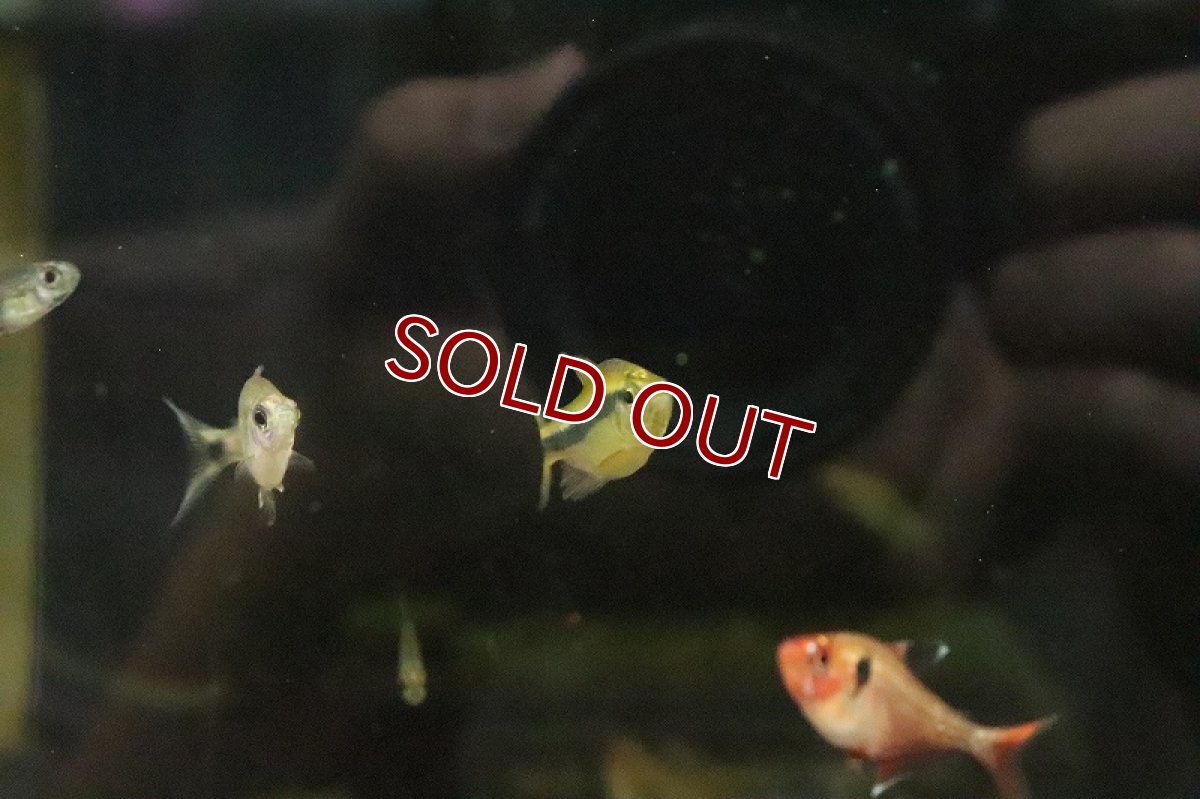 画像3: 【淡水魚】レア種 プラチナヘッド レモンラピステトラ ワイルド【１匹 サンプル画像】(珍カラ)(生体)(淡水)ＮＫCK (3)