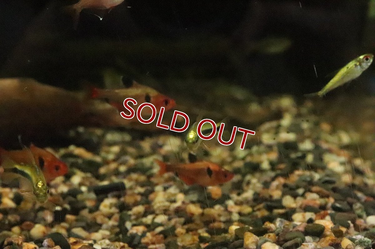 画像4: 【淡水魚】レア種 プラチナヘッド レモンラピステトラ ワイルド【１匹 サンプル画像】(珍カラ)(生体)(淡水)ＮＫCK (4)