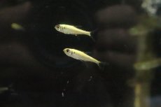 画像1: 【淡水魚】【通販】プラチナ 赤目金線テトラ サンタイザベル産 ワイルド【１匹 サンプル画像】(珍カラ)(生体)(淡水)ＮＫCK (1)