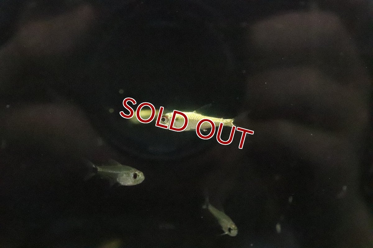 画像2: 【淡水魚】プラチナ 赤目金線テトラ サンタイザベル産 ワイルド【１匹 サンプル画像】(珍カラ)(生体)(淡水)ＮＫCK (2)