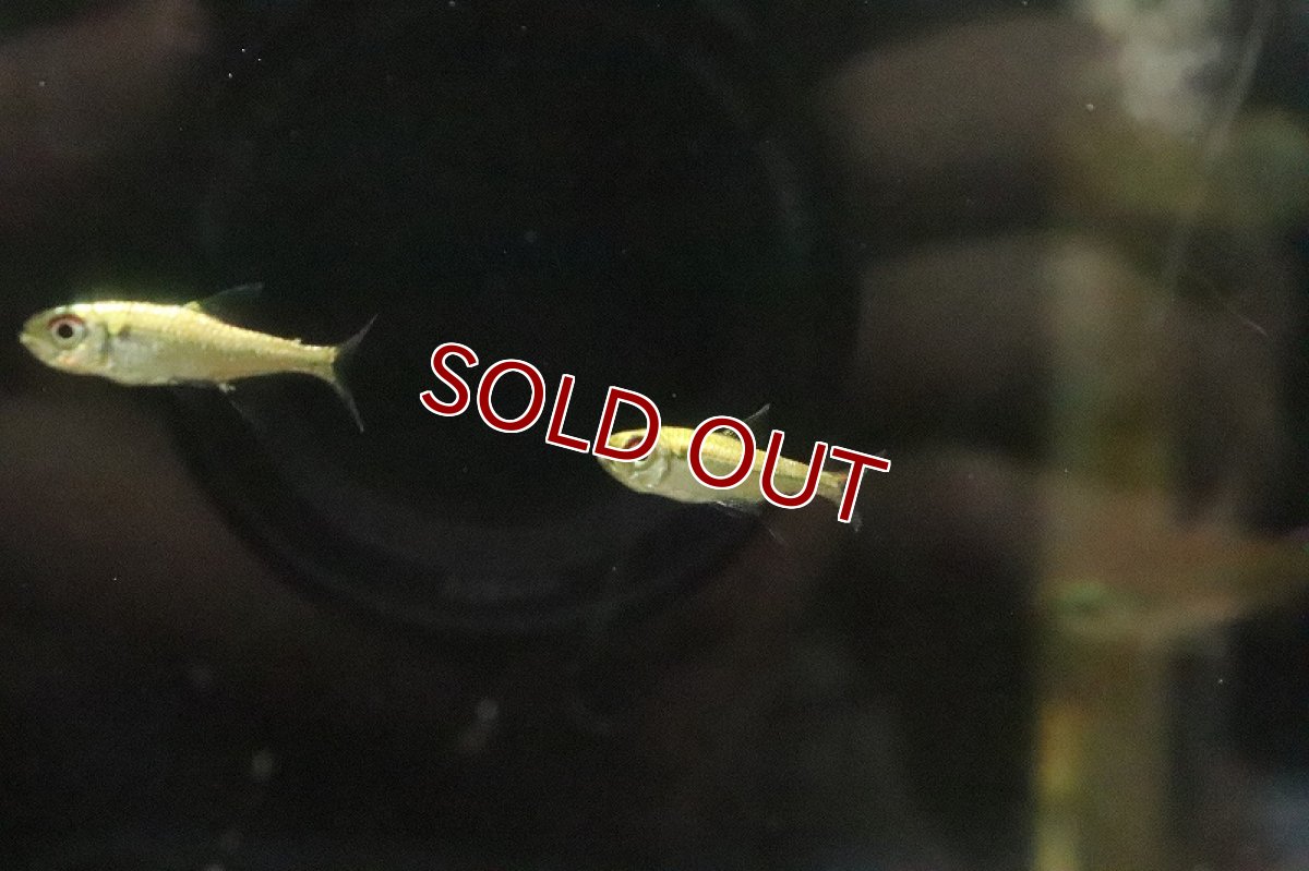 画像3: 【淡水魚】プラチナ 赤目金線テトラ サンタイザベル産 ワイルド【１匹 サンプル画像】(珍カラ)(生体)(淡水)ＮＫCK (3)