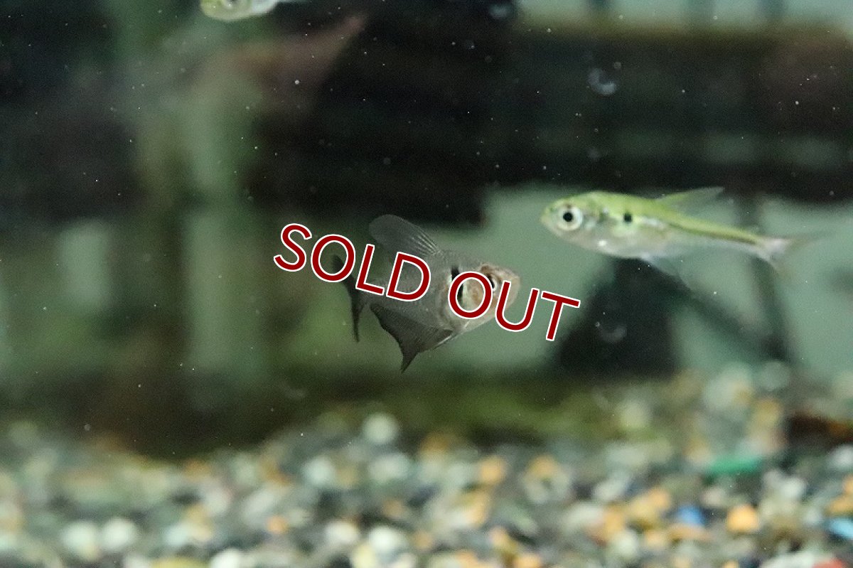 画像2: 【淡水魚】ブラックファントムテトラ マモレ産 ワイルド【１匹 サンプル画像】(珍カラ)(生体)(淡水)ＮＫCK (2)