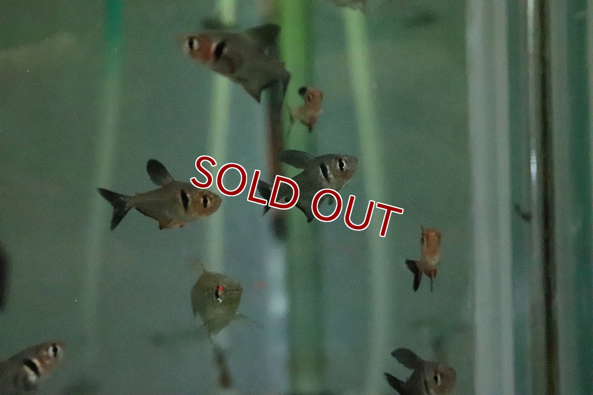 画像3: 【淡水魚】ブラックファントムテトラ マモレ産 ワイルド【１匹 サンプル画像】(珍カラ)(生体)(淡水)ＮＫCK (3)