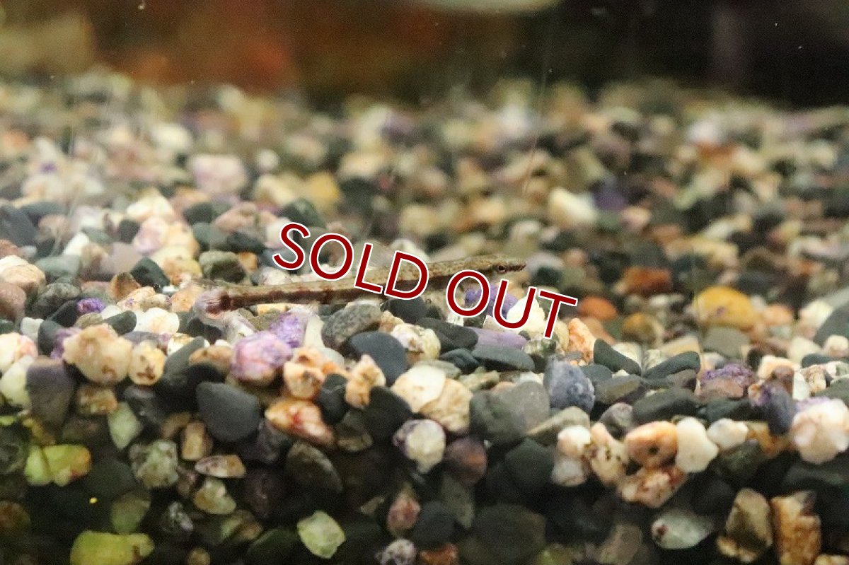 画像2: 【淡水魚】ブラウンダータテトラ サンタイザベル産 ワイルド【１匹 サンプル画像】(珍カラ)(生体)(淡水)ＮＫCK (2)